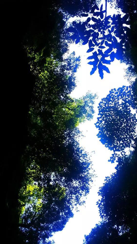 卡米拉虚情假意，梅根垂涎权位，凯特不屈医院办公！